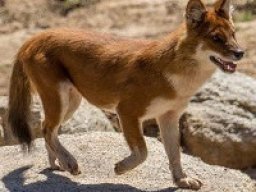 Dhole